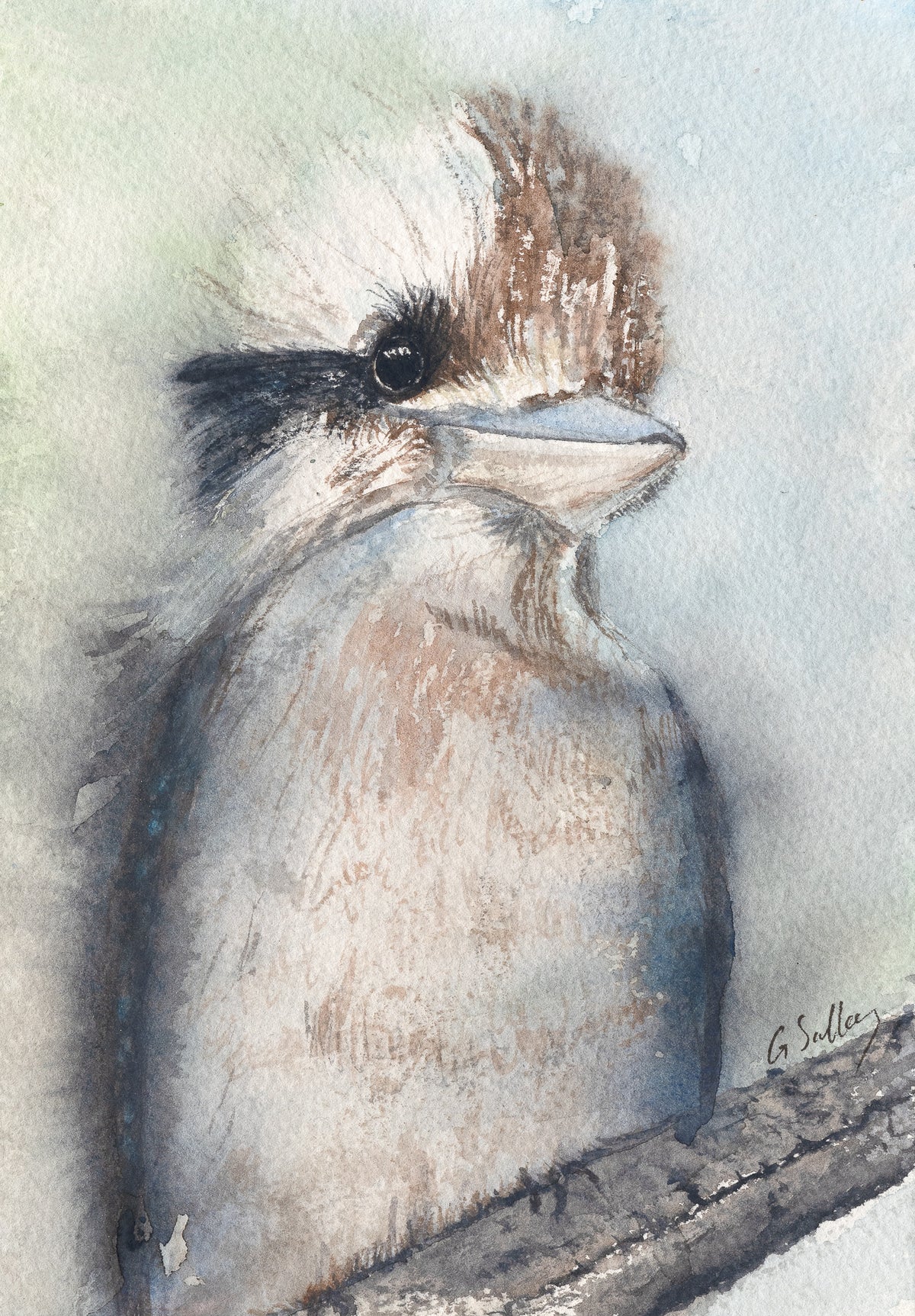 Watercolour painting of a kookaburra with a fluffy chest, perched, by Gayle, Sailaway Studio
